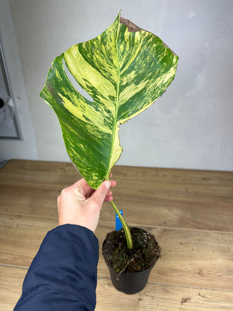 Monstera Aurea Variegata