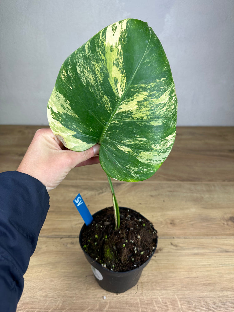 Monstera Aurea Variegata