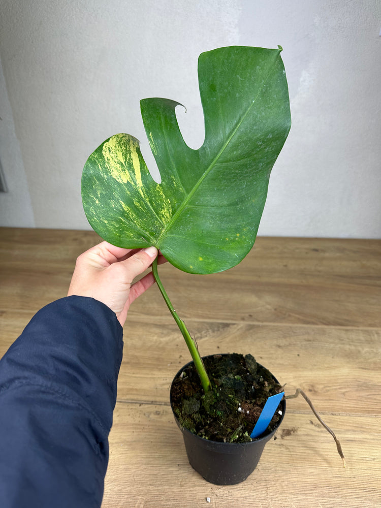 Monstera Aurea Variegata