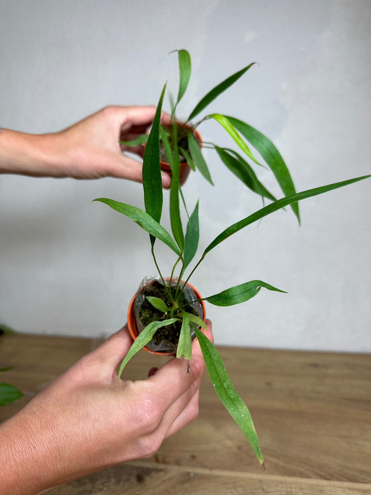 Anthurium Pendens No. 36