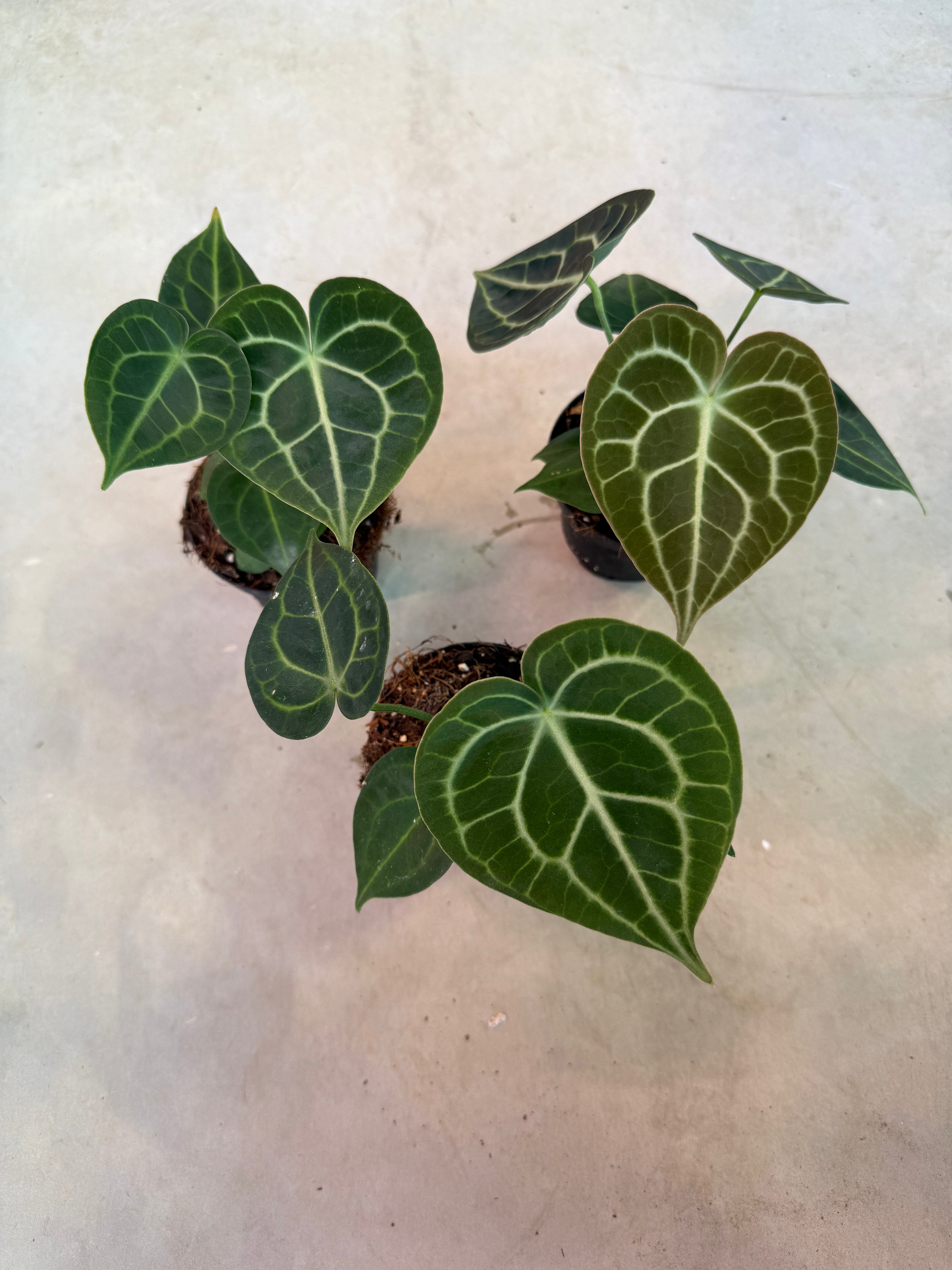 anthurium tarantula Anthurium Clarinervium