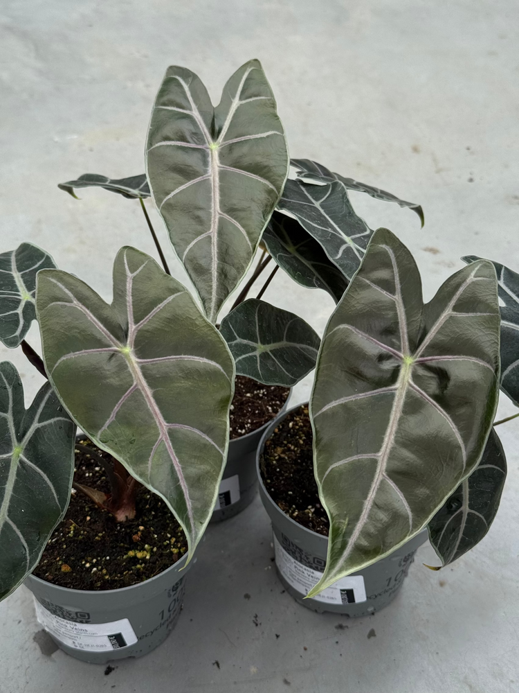Alocasia Purple Veins