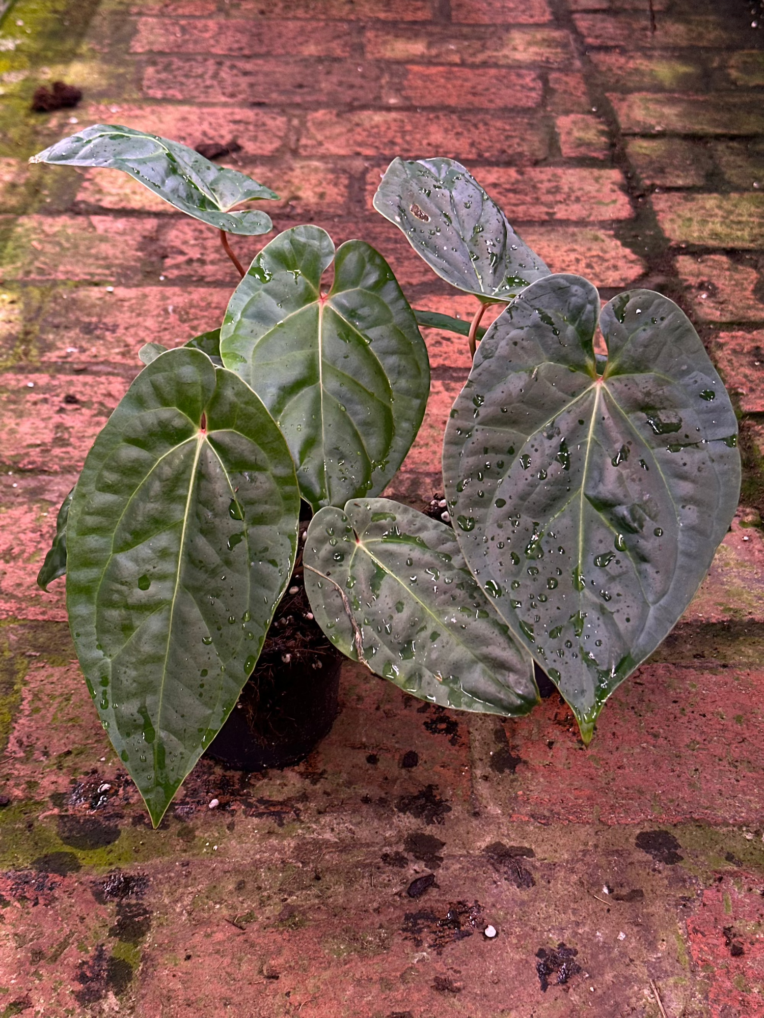 A.Sagittatum x Luxurians