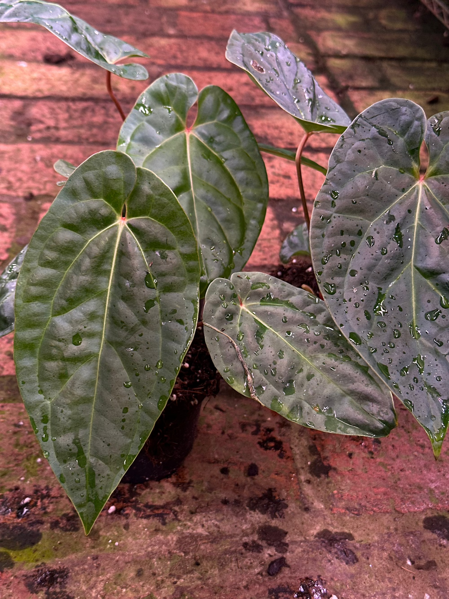 A.Sagittatum x Luxurians