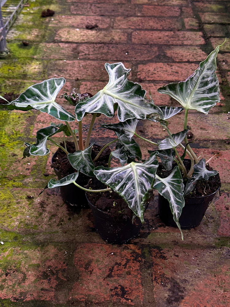 Alocasia Loco