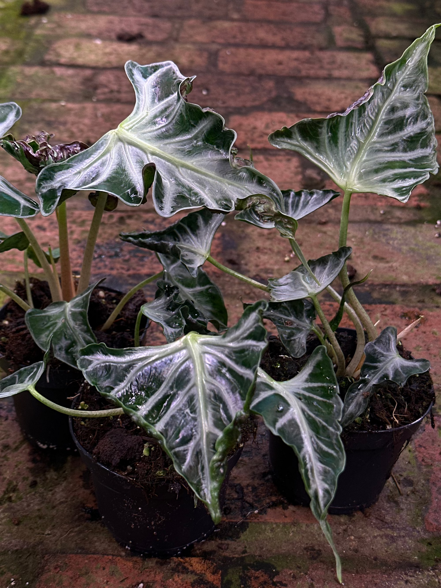 Alocasia Loco