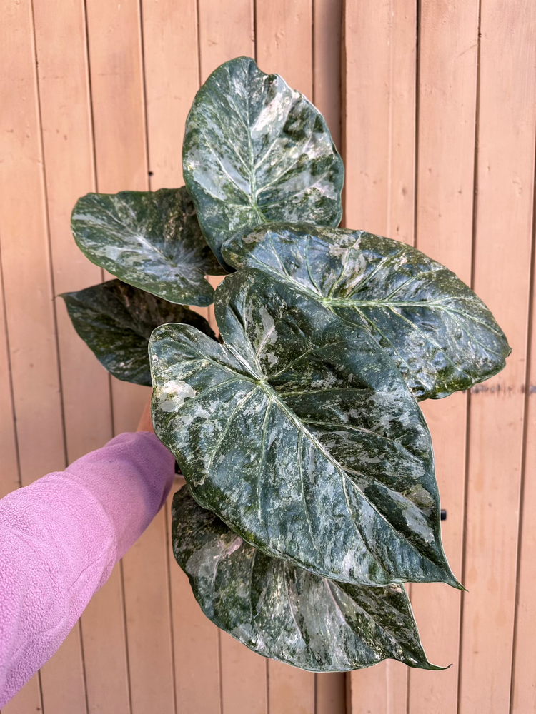 Alocasia Wentii Variegata Pink Frekkels