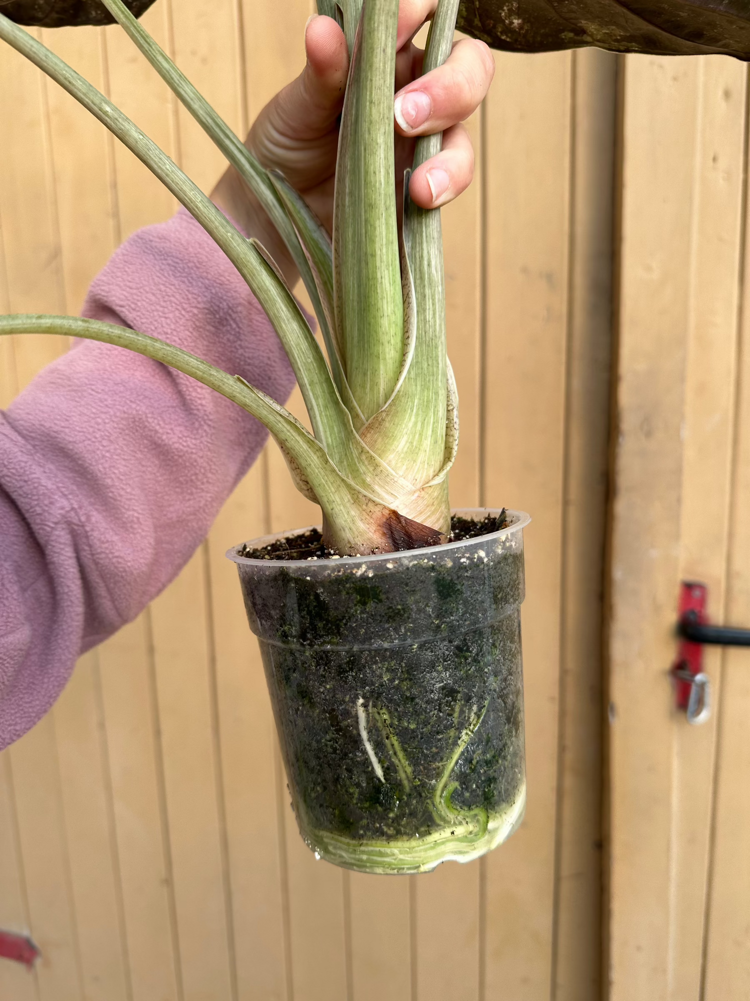 Alocasia Gageana Variegata Aurea