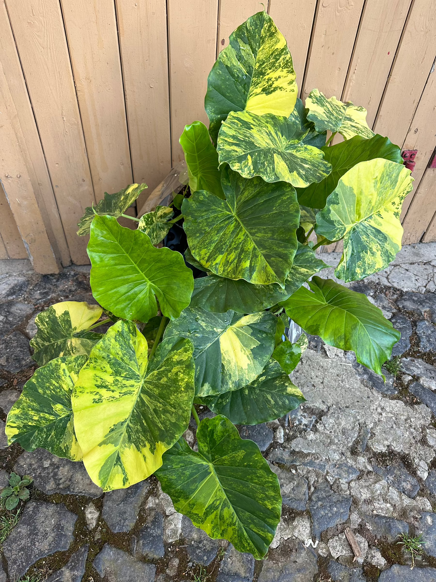 Alocasia Gageana Variegata Aurea