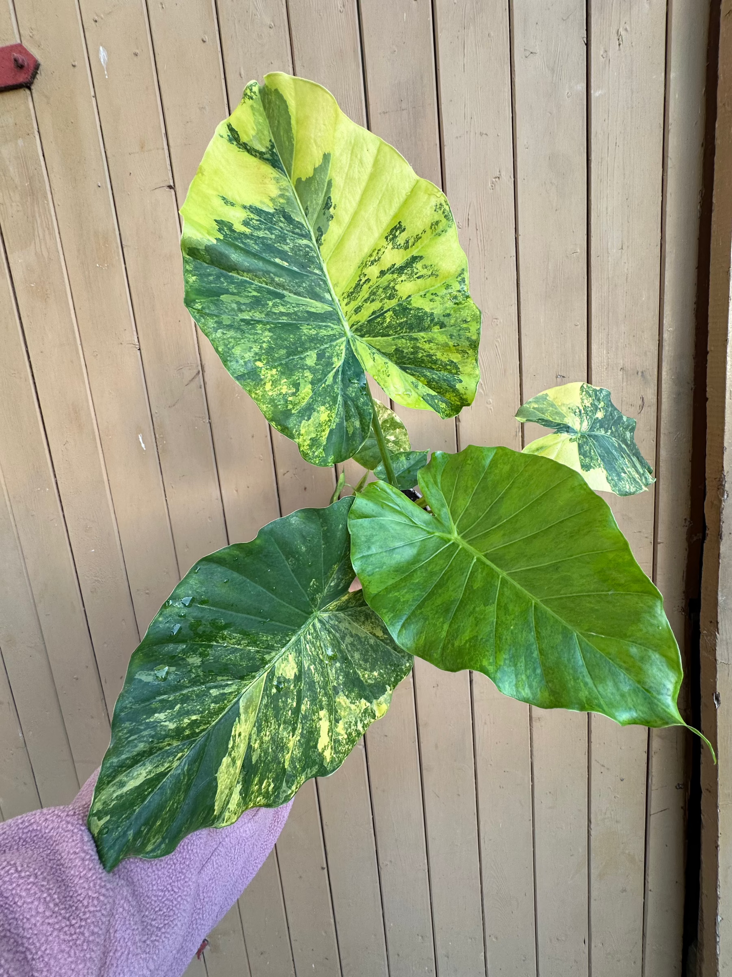 Alocasia Gageana Variegata Aurea