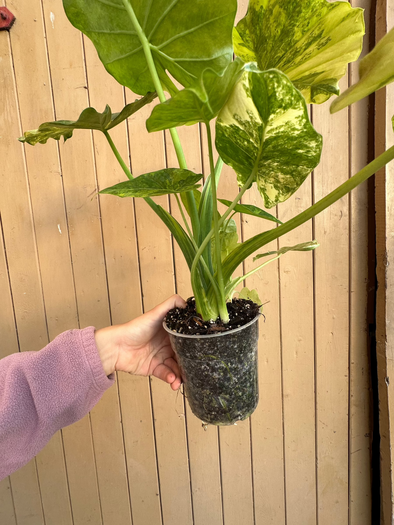 Alocasia Gageana Variegata Aurea