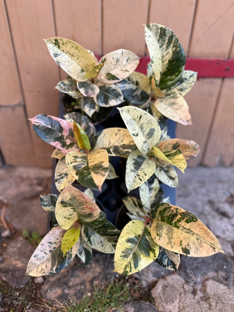 Ficus Shivereana Moonshine