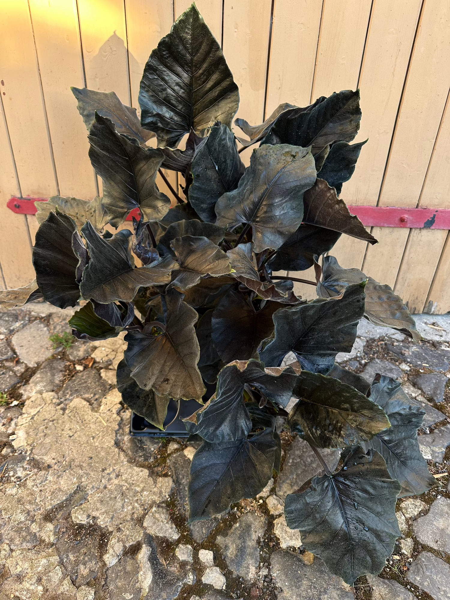 Alocasia Antoro Velvet