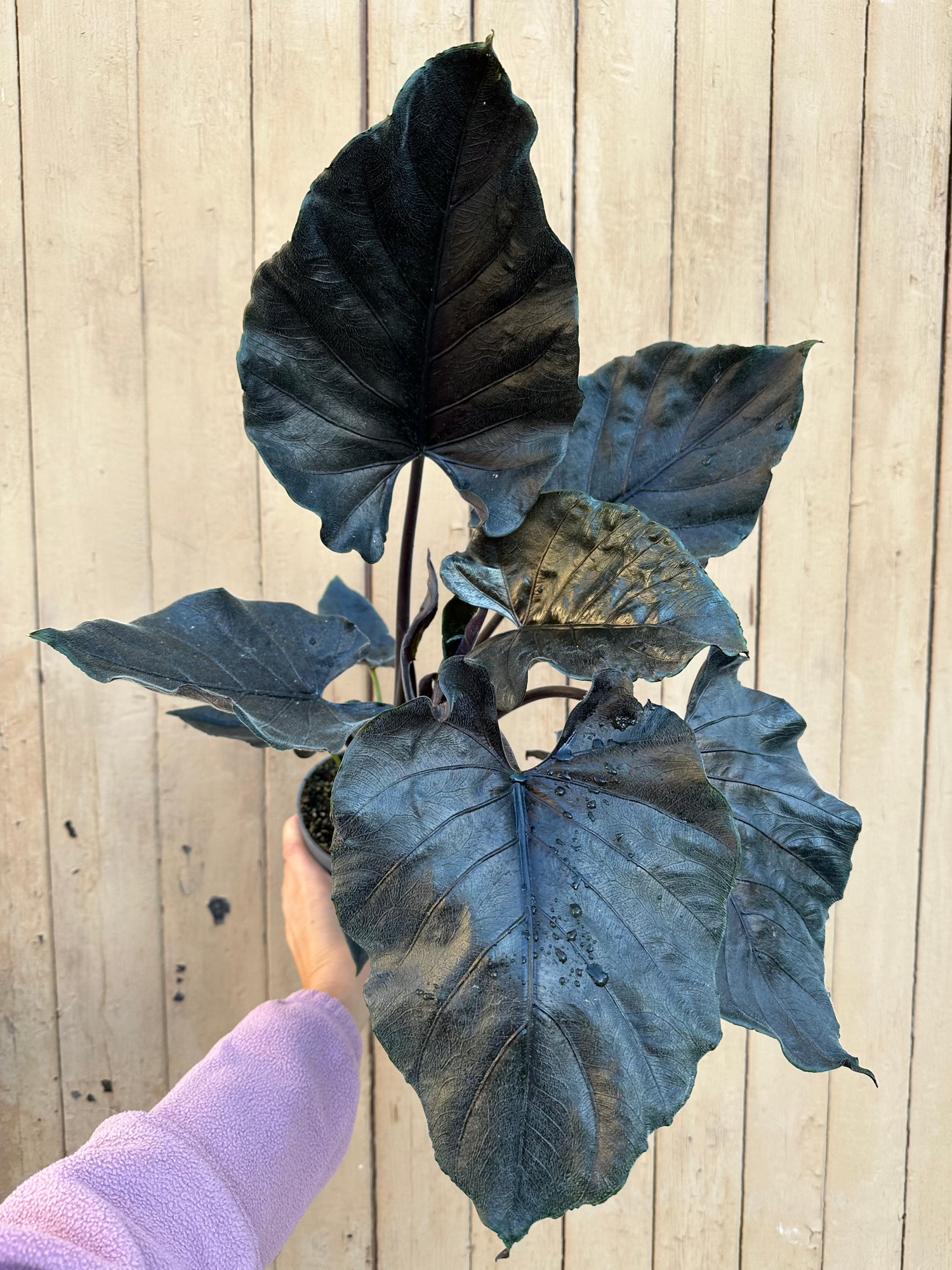 Alocasia Antoro Velvet