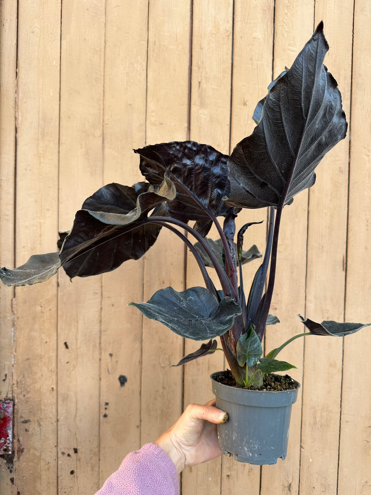 Alocasia Antoro Velvet
