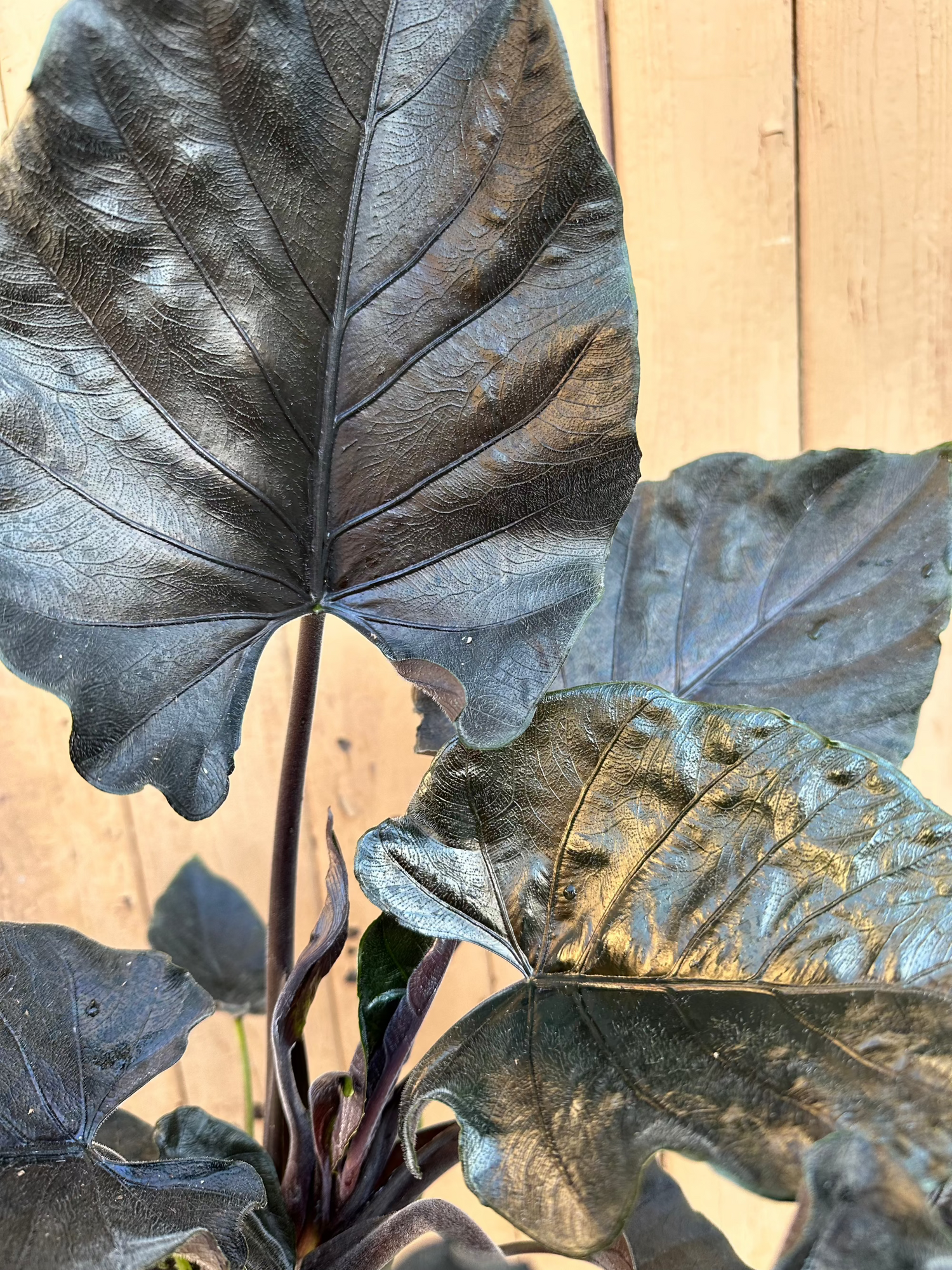 Alocasia Antoro Velvet