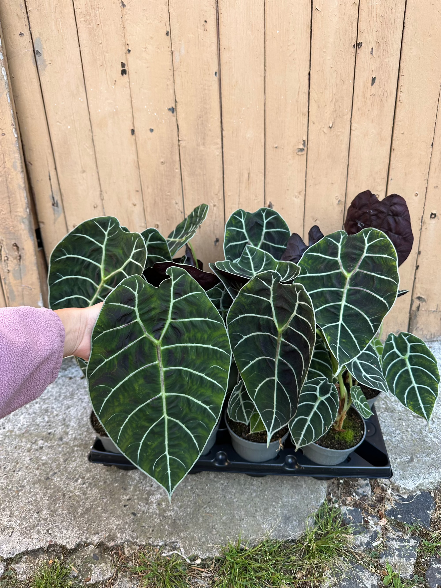 Alocasia Watsoniana
