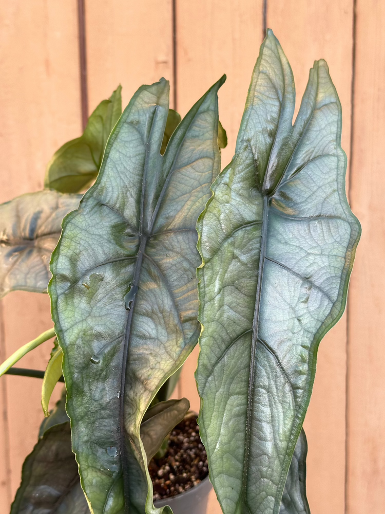 Alocasia Heterophylla &