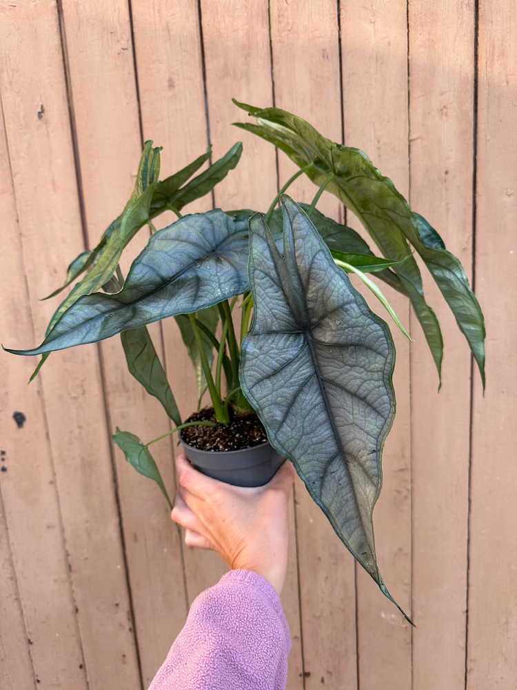 Alocasia Heterophylla &