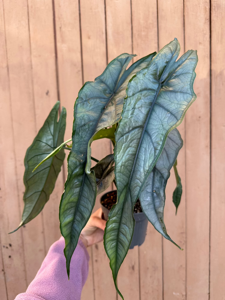 Alocasia Heterophylla &