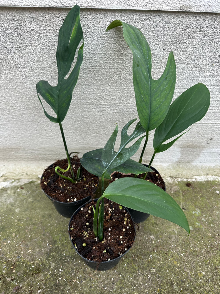 Monstera Croatii