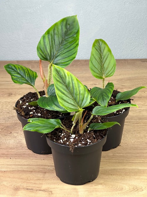 Philodendron Serpens