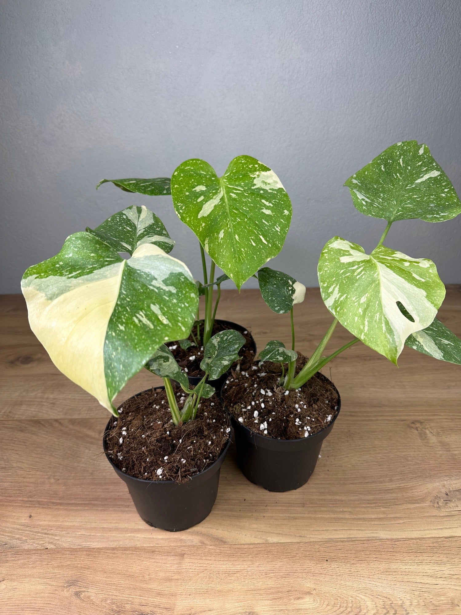 thai constellation monstera temperature Monstera Thai Constellation SM