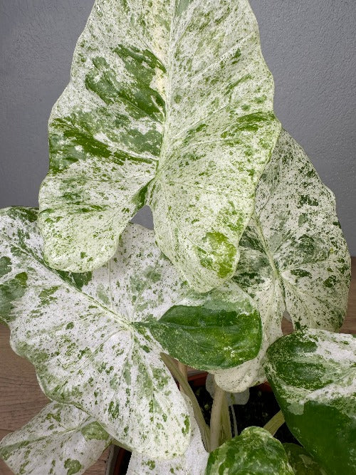 Alocasia Macrorrhiza Splash
