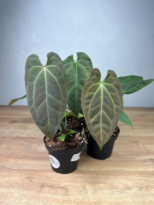 Anthurium Besseae Dark x NOD