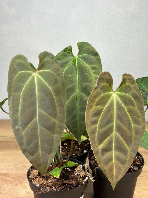 Anthurium Besseae Dark x NOD