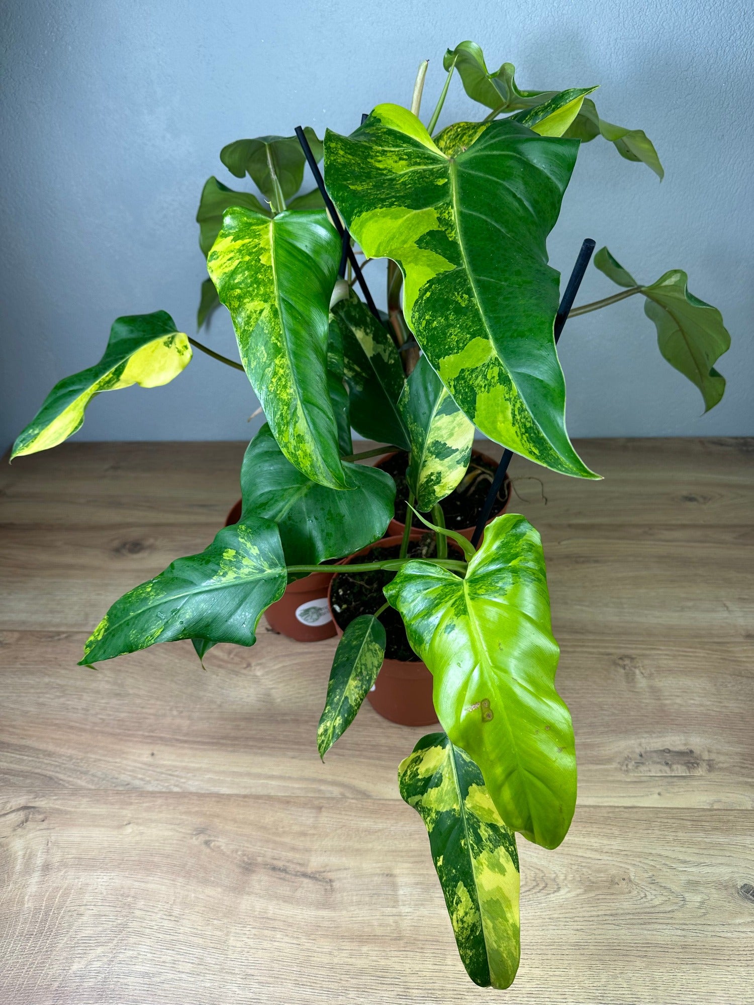 philodendron domesticum Philodendron Domesticum Variegata