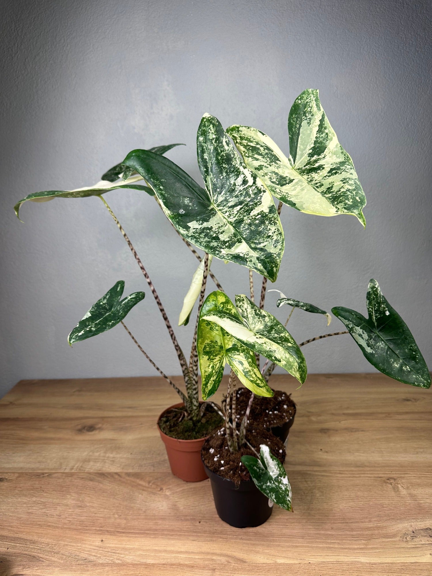 monstera zebrina Alocasia Zebrina Variegata