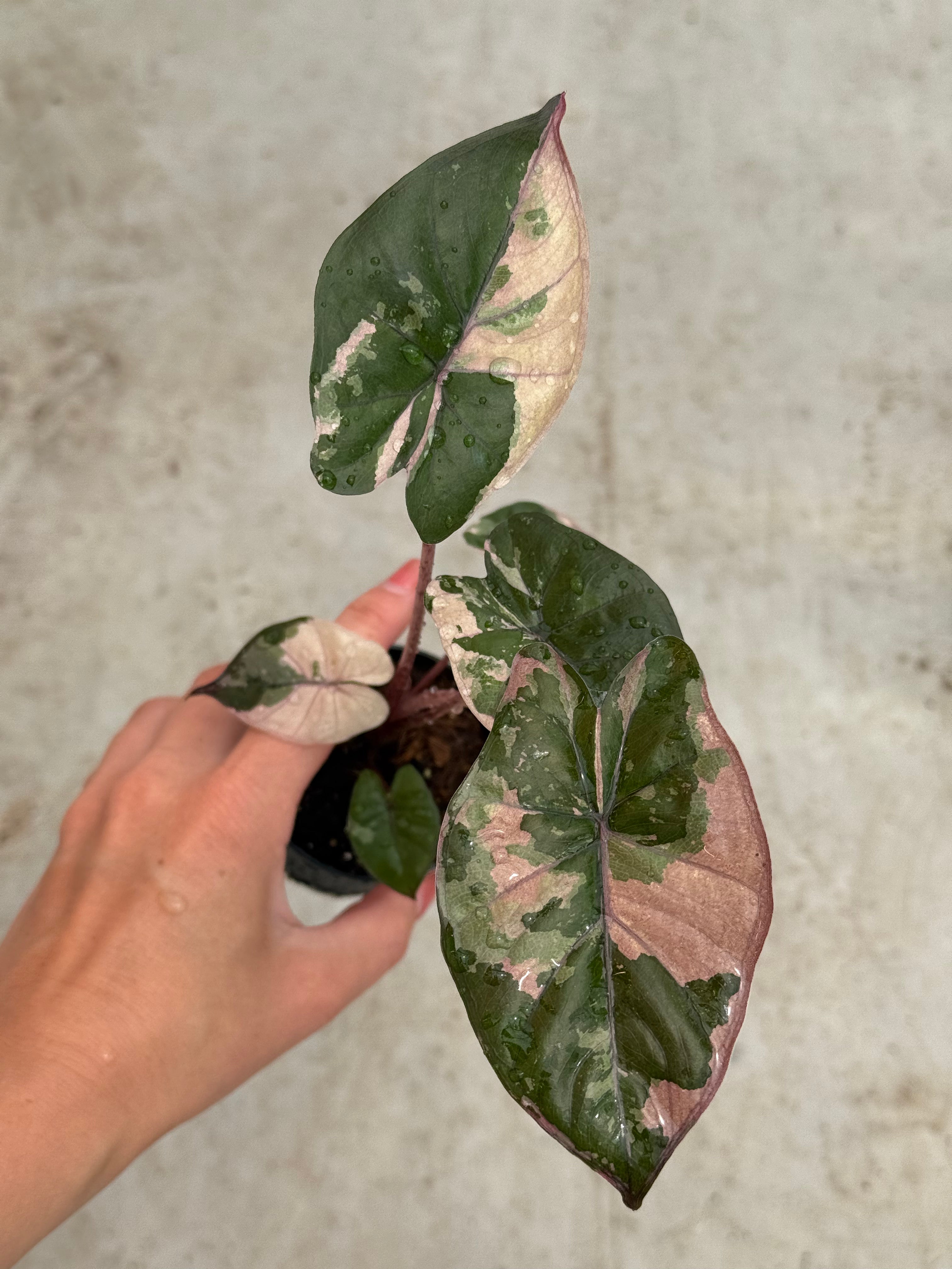 Alocasia Yucatan Princess Variegata | Harmony Plants Alocasia Yucatan Princess Variegata | Harmony Plants