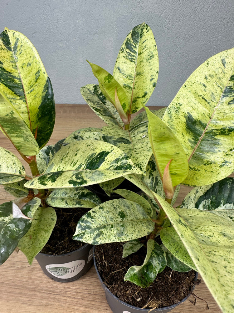 Ficus Shivereana Moonshine