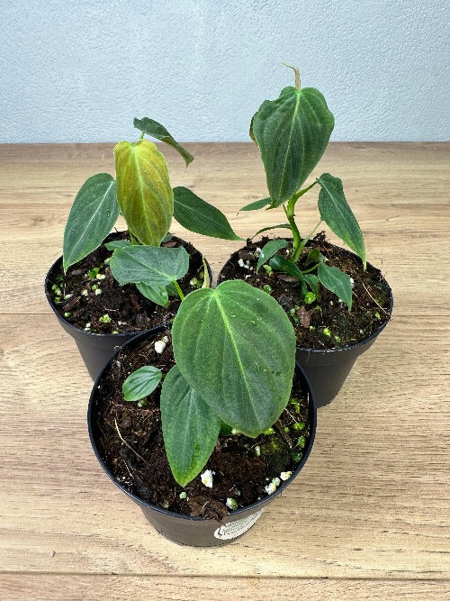 Philodendron Splendid