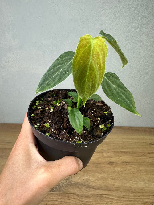 Philodendron Splendid