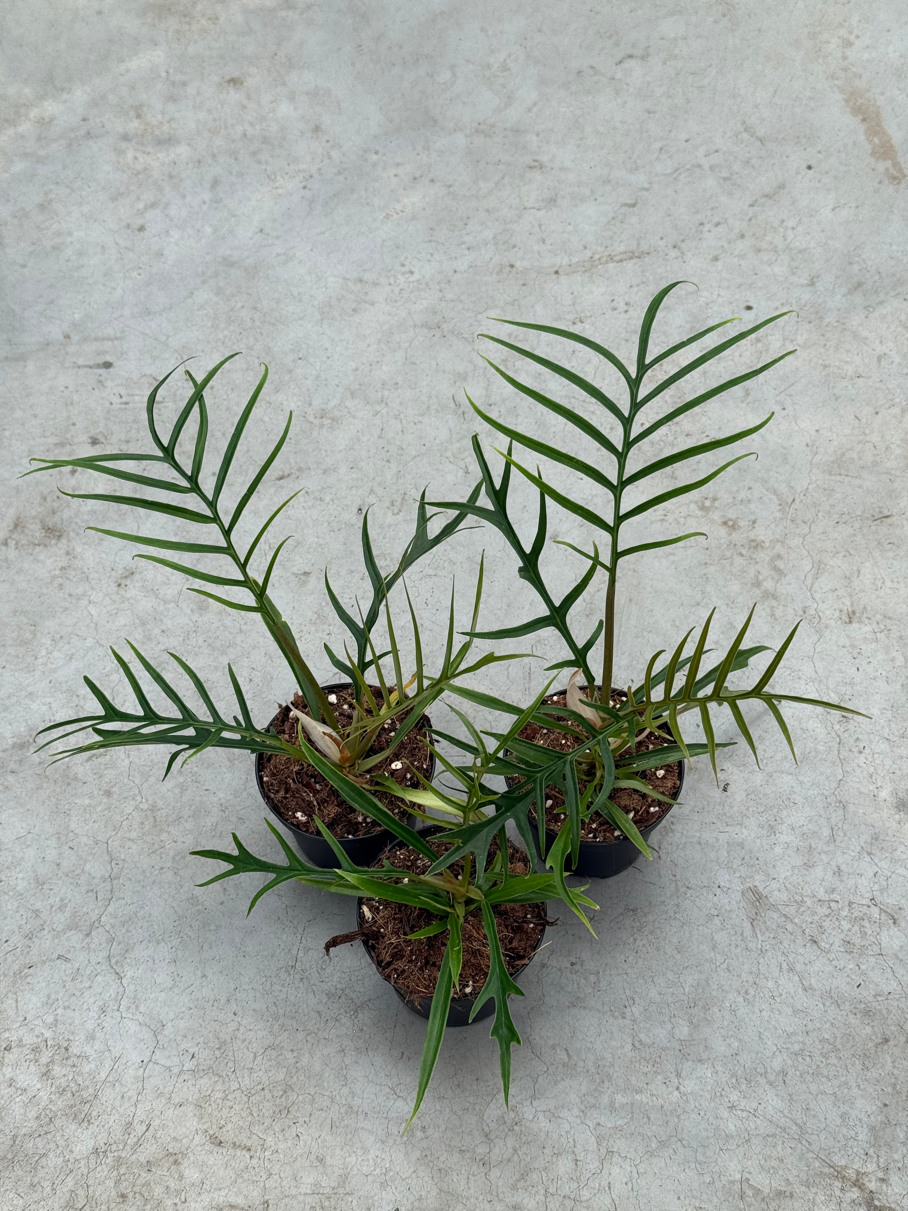 philodendron tortum uk Philodendron Tortum