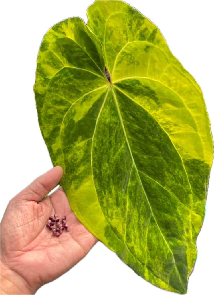 Anthurium Papilillaminum Variegated x Besseae aff.