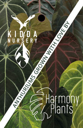 Anthurium Fort Sherman x Luxurians