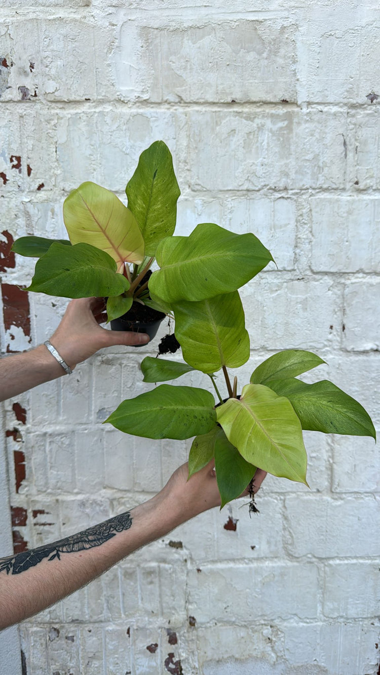 Philodendron Snowdrift Variegata