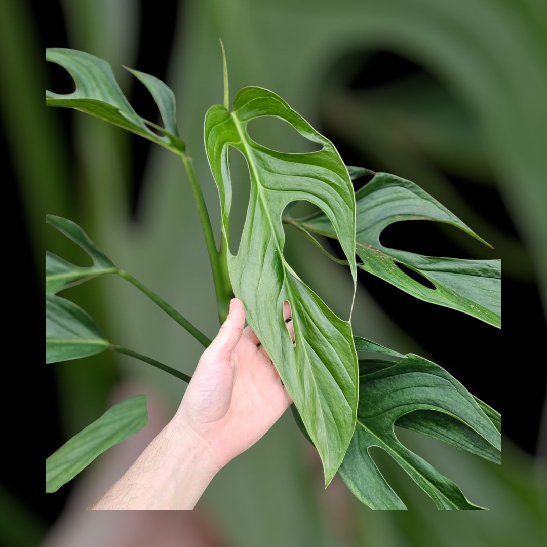 monstera deliciosa brazilian form Monstera Obliqua Sp. Colombia