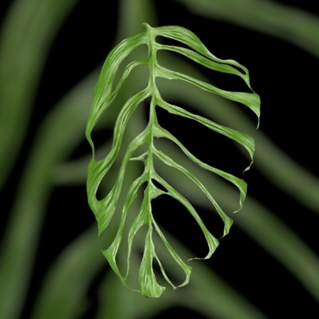 monstera gracilis Monstera Gracilis – Harmony Plants