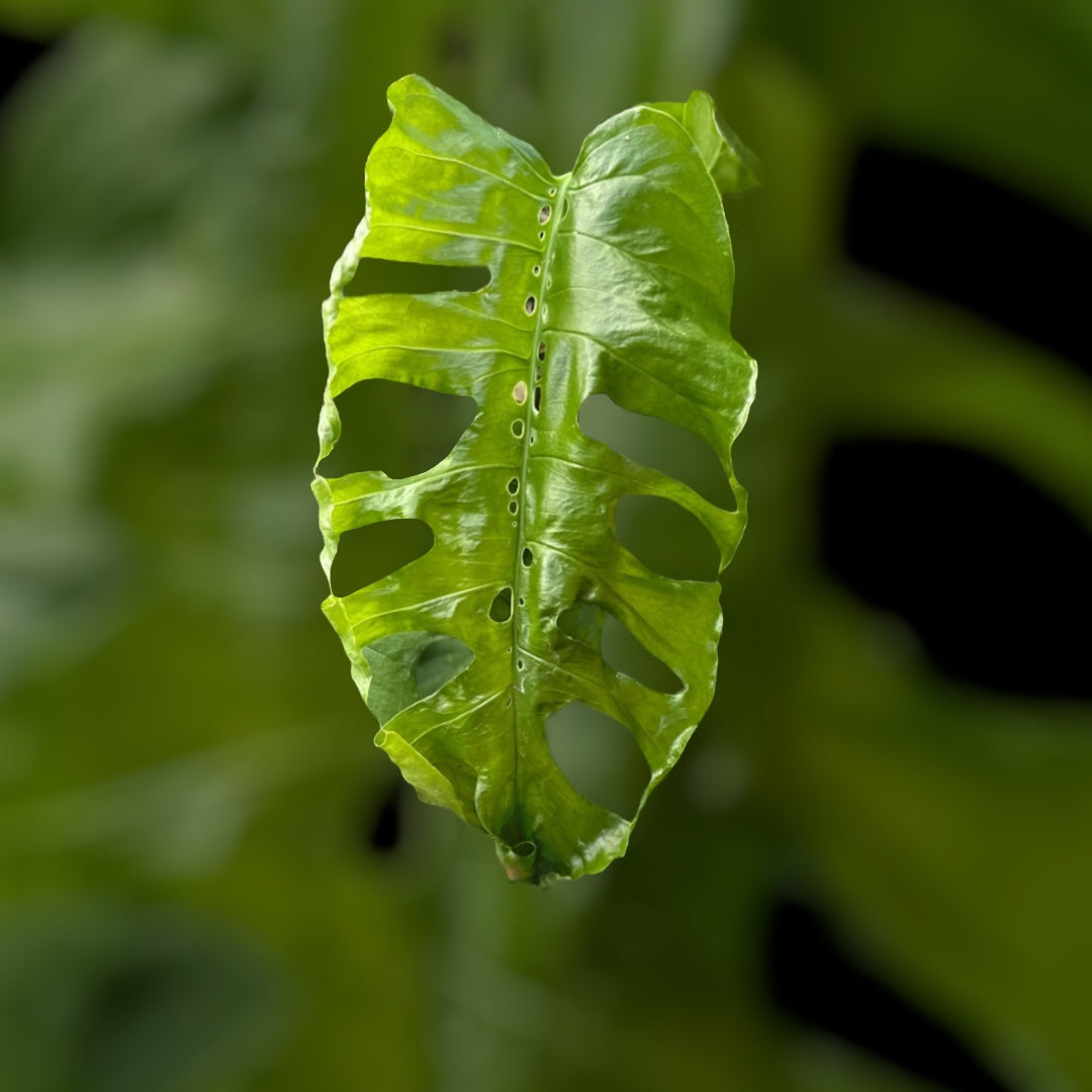 monstera membranacea Monstera Membranceana Madison