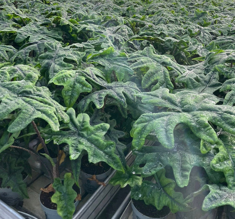 Alocasia Jacklyn