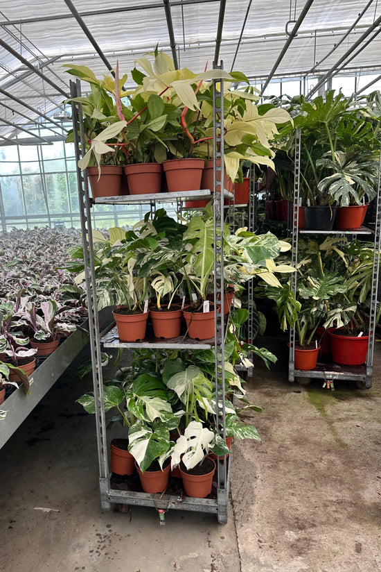Wholesale by Harmony Plants