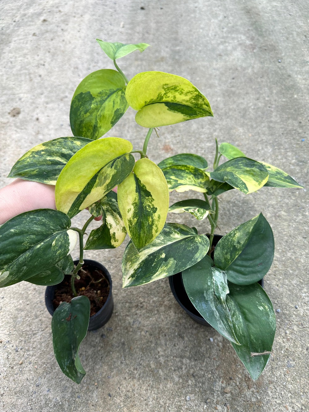 jade pothos vs jade satin Scindapsus Pictus Jade Satin Variegata