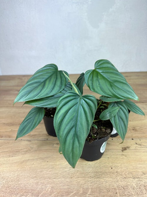philodendron colombia Philodendron Sp Colombia
