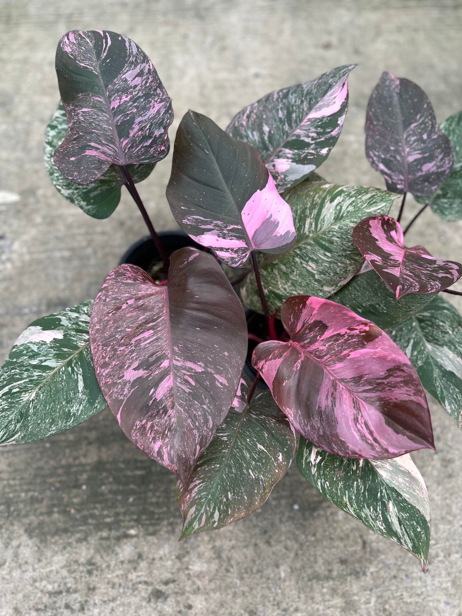 philodendron with purple under leaves Philodendron Pink Galaxy