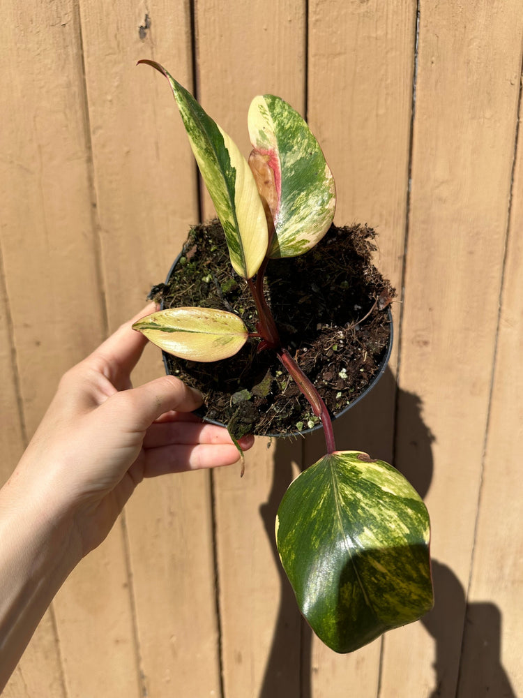Philodendron Strawberry Shake Variegata
