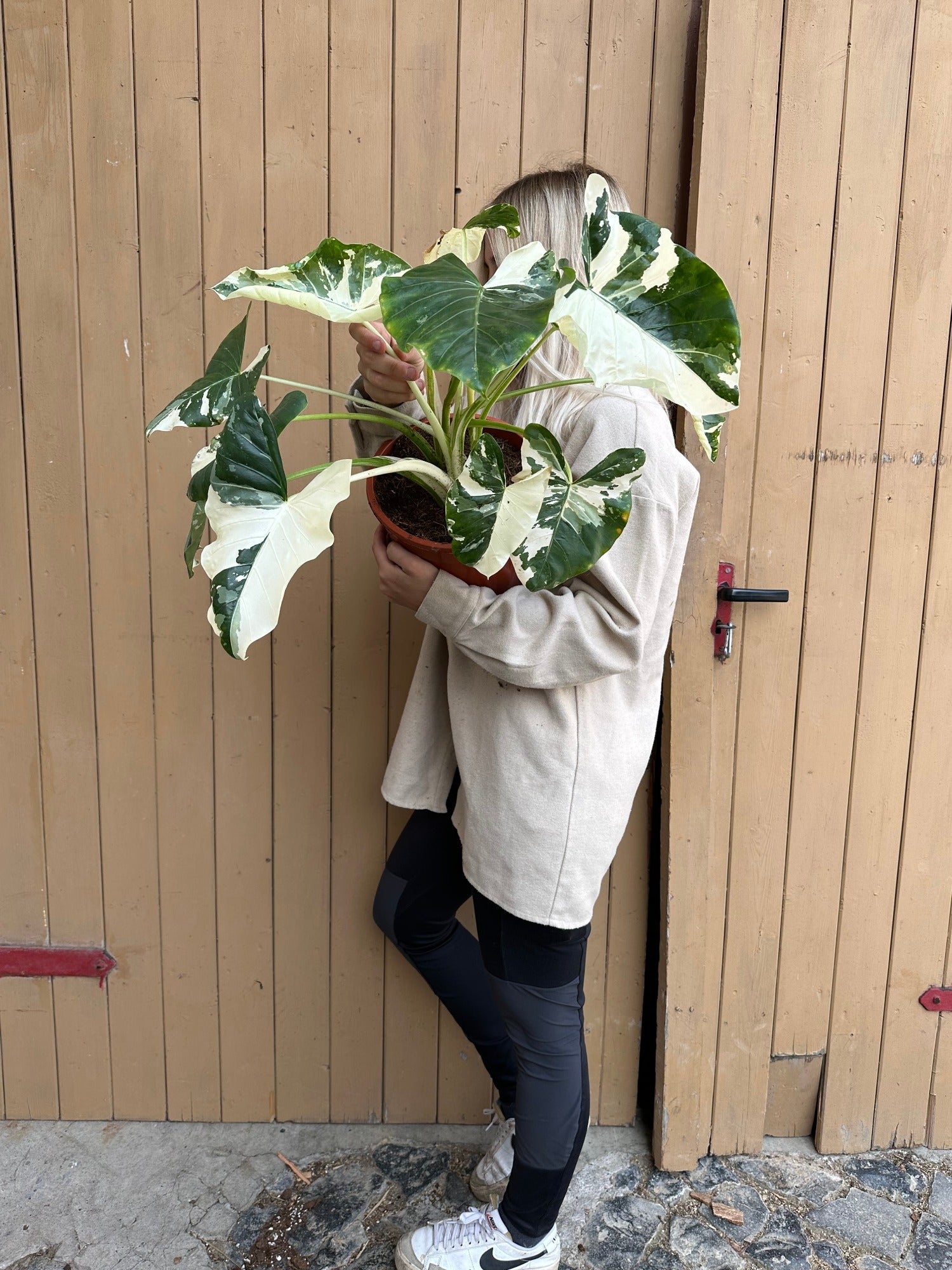 Alocasia Macrorrhiza Variegata XXL